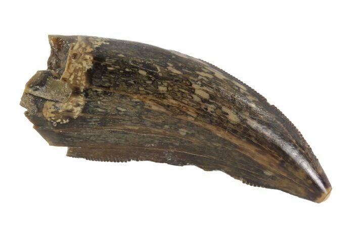 Serrated, Tyrannosaur Tooth - Judith River Formation, Montana #95642